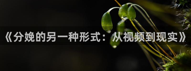 人人影视免费追剧